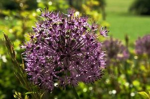 Allium, chur, purple, onion, flower, cultivar, allium, bulb, graubuenden, herbaceous, schweiz, ornamental, spring, complex, border, fractal, switzerland, plankis, flowering, mauve, cultivated, head, graubünden, grisons