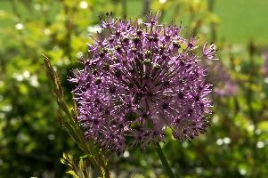 Allium, chur, purple, onion, flower, cultivar, allium, bulb, graubuenden, herbaceous, schweiz, ornamental, spring, complex, border, fractal, switzerland, plankis, flowering, mauve, cultivated, head, graubünden, grisons