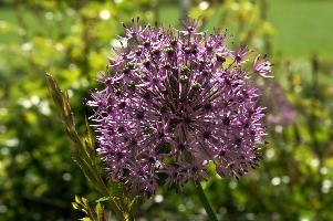 Allium, chur, purple, onion, flower, cultivar, allium, bulb, graubuenden, herbaceous, schweiz, ornamental, spring, complex, border, fractal, switzerland, plankis, flowering, mauve, cultivated, head, graubünden, grisons