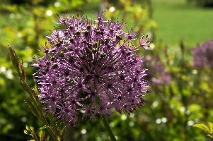 Allium, chur, purple, onion, flower, cultivar, allium, bulb, graubuenden, herbaceous, schweiz, ornamental, spring, complex, border, fractal, switzerland, plankis, flowering, mauve, cultivated, head, graubünden, grisons