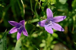 Campanula, sp., chur, plankis, spring, campanula, meadow, flower, graubünden, purple, schweiz, field, harebell, alpine, grisons, bloom, wildflower, wild, mauve, graubuenden, swiss, switzerland, alps, mountains