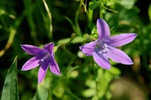 Campanula, sp., chur, plankis, spring, campanula, meadow, flower, graubünden, purple, schweiz, field, harebell, alpine, grisons, bloom, wildflower, wild, mauve, graubuenden, swiss, switzerland, alps, mountains