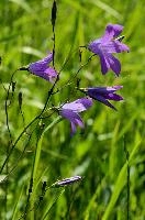 Campanula, chur, mauve, flower, harebell, meadow, campanula, graubünden, purple, schweiz, field, plankis, alpine, grisons, bloom, wildflower, wild, spring, graubuenden, swiss, switzerland, alps, mountains