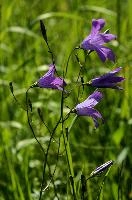 Campanula, chur, mauve, flower, harebell, meadow, campanula, graubünden, purple, schweiz, field, plankis, alpine, grisons, bloom, wildflower, wild, spring, graubuenden, swiss, switzerland, alps, mountains