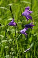 Campanula, chur, mauve, flower, harebell, meadow, campanula, graubünden, purple, schweiz, field, plankis, alpine, grisons, bloom, wildflower, wild, spring, graubuenden, swiss, switzerland, alps, mountains