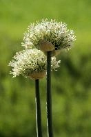 Allium, chur, bloom, flower, graubuenden, ornamental, white, graubünden, blossom, schweiz, herbaceous, allium, onion, bright, border, grisons, spring, cultivated, cultivate, flowering