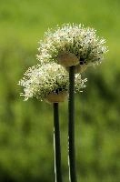 Allium, chur, bloom, flower, graubuenden, ornamental, white, graubünden, blossom, schweiz, herbaceous, allium, onion, bright, border, grisons, spring, cultivated, cultivate, flowering