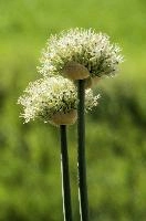 Allium, chur, bloom, flower, graubuenden, ornamental, white, graubünden, blossom, schweiz, herbaceous, allium, onion, bright, border, grisons, spring, cultivated, cultivate, flowering