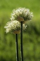Allium, chur, bloom, flower, graubuenden, ornamental, white, graubünden, blossom, schweiz, herbaceous, allium, onion, bright, border, grisons, spring, cultivated, cultivate, flowering