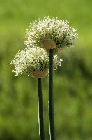 Allium, chur, bloom, flower, graubuenden, ornamental, white, graubünden, blossom, schweiz, herbaceous, allium, onion, bright, border, grisons, spring, cultivated, cultivate, flowering