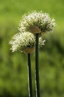 Allium, chur, bloom, flower, graubuenden, ornamental, white, graubünden, blossom, schweiz, herbaceous, allium, onion, bright, border, grisons, spring, cultivated, cultivate, flowering