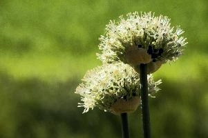 Allium, chur, bloom, flower, graubuenden, ornamental, white, graubünden, blossom, schweiz, herbaceous, allium, onion, bright, border, grisons, spring, cultivated, cultivate, flowering