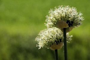 Allium, chur, bloom, flower, graubuenden, ornamental, white, graubünden, blossom, schweiz, herbaceous, allium, onion, bright, border, grisons, spring, cultivated, cultivate, flowering