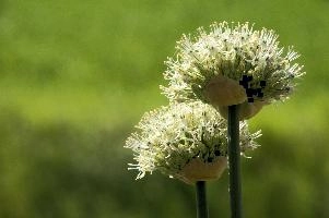 Allium, chur, bloom, flower, graubuenden, ornamental, white, graubünden, blossom, schweiz, herbaceous, allium, onion, bright, border, grisons, spring, cultivated, cultivate, flowering