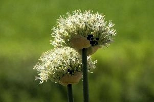 Allium, chur, bloom, flower, graubuenden, ornamental, white, graubünden, blossom, schweiz, herbaceous, allium, onion, bright, border, grisons, spring, cultivated, cultivate, flowering