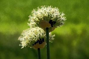 Allium, chur, bloom, flower, graubuenden, ornamental, white, graubünden, blossom, schweiz, herbaceous, allium, onion, bright, border, grisons, spring, cultivated, cultivate, flowering