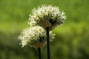 Allium, chur, bloom, flower, graubuenden, ornamental, white, graubünden, blossom, schweiz, herbaceous, allium, onion, bright, border, grisons, spring, cultivated, cultivate, flowering