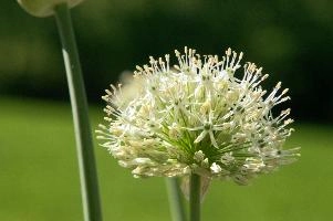 Allium, chur, bloom, flower, graubuenden, ornamental, white, graubünden, blossom, schweiz, herbaceous, allium, onion, bright, border, grisons, spring, cultivated, cultivate, flowering