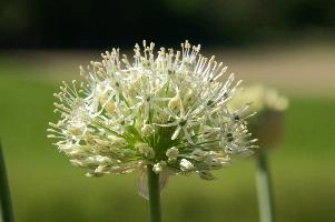 Allium, chur, bloom, flower, graubuenden, ornamental, white, graubünden, blossom, schweiz, herbaceous, allium, onion, bright, border, grisons, spring, cultivated, cultivate, flowering