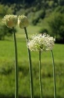 Allium, chur, bloom, flower, graubuenden, ornamental, white, graubünden, blossom, schweiz, herbaceous, allium, onion, bright, border, grisons, spring, cultivated, cultivate, flowering