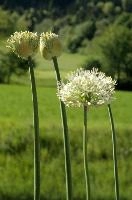 Allium, chur, bloom, flower, graubuenden, ornamental, white, graubünden, blossom, schweiz, herbaceous, allium, onion, bright, border, grisons, spring, cultivated, cultivate, flowering