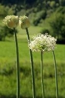 Allium, chur, bloom, flower, graubuenden, ornamental, white, graubünden, blossom, schweiz, herbaceous, allium, onion, bright, border, grisons, spring, cultivated, cultivate, flowering