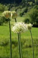 Allium, chur, bloom, flower, graubuenden, ornamental, white, graubünden, blossom, schweiz, herbaceous, allium, onion, bright, border, grisons, spring, cultivated, cultivate, flowering