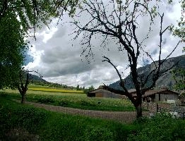 Arable, plankis, switzerland, graubünden, snow, crop, alps, graubuenden, swiss, schweiz, yellow, rape, arable, town, farming, cloudy, flowering, mountains, clouds, valley, rhine, sky, grey