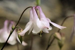 Aquilegia, Plankis, graubuenden, flower, pink, grannys, border, aquilegia, fresh, chur, bloom, schweiz, cultivar, plankis, pretty, blossom, decorative, summer, cultivated, purple, bonnet, herbaceous, ornamental, flowering, garden