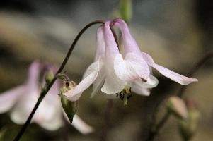 Aquilegia, Plankis, graubuenden, flower, pink, grannys, border, aquilegia, fresh, chur, bloom, schweiz, cultivar, plankis, pretty, blossom, decorative, summer, cultivated, purple, bonnet, herbaceous, ornamental, flowering, garden
