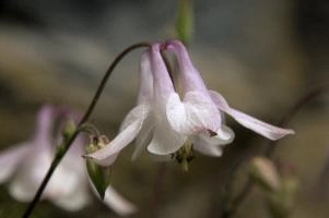 Aquilegia, Plankis, graubuenden, flower, pink, grannys, border, aquilegia, fresh, chur, bloom, schweiz, cultivar, plankis, pretty, blossom, decorative, summer, cultivated, purple, bonnet, herbaceous, ornamental, flowering, garden