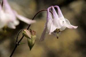 Aquilegia, Chur, graubuenden, flower, pink, grannys, border, aquilegia, fresh, chur, bloom, schweiz, cultivar, plankis, pretty, blossom, decorative, summer, cultivated, purple, bonnet, herbaceous, ornamental, flowering, garden