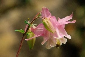 Aquilegia, graubuenden, flower, pink, grannys, border, aquilegia, fresh, chur, bloom, schweiz, cultivar, plankis, pretty, blossom, decorative, summer, cultivated, purple, bonnet, herbaceous, ornamental, flowering, garden