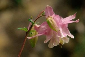 Aquilegia, graubuenden, flower, pink, grannys, border, aquilegia, fresh, chur, bloom, schweiz, cultivar, plankis, pretty, blossom, decorative, summer, cultivated, purple, bonnet, herbaceous, ornamental, flowering, garden