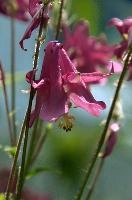 Aquilegia, aquilegia, grannys, garden, lake, flora, meersburg, flower, bonnet, bodensee, pink, germany, bright, red, mauve, cultivated, constance, bloom, colour, blue, purple
