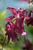 Aquilegia, aquilegia, grannys, garden, lake, flora, meersburg, flower, bonnet, bodensee, pink, germany, bright, red, mauve, cultivated, constance, bloom, colour