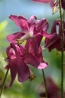 Aquilegia, aquilegia, grannys, garden, lake, flora, meersburg, flower, bonnet, bodensee, pink, germany, bright, red, mauve, cultivated, constance, bloom, colour
