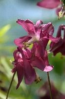 Aquilegia, aquilegia, grannys, garden, lake, flora, meersburg, flower, bonnet, bodensee, pink, germany, bright, red, mauve, cultivated, constance, bloom, colour