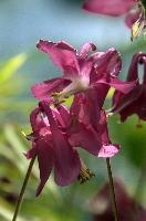 Aquilegia, aquilegia, grannys, garden, lake, flora, meersburg, flower, bonnet, bodensee, pink, germany, bright, red, mauve, cultivated, constance, bloom, colour