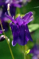 Aquilegia, aquilegia, grannys, garden, lake, flora, meersburg, flower, bonnet, bodensee, purple, germany, bright, blue, mauve, cultivated, constance, bloom, colour