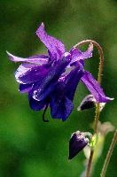 Aquilegia, aquilegia, grannys, garden, lake, flora, meersburg, flower, bonnet, bodensee, purple, germany, bright, blue, mauve, cultivated, constance, bloom, colour