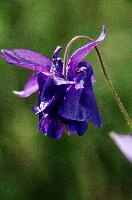 Aquilegia, aquilegia, grannys, garden, lake, flora, meersburg, flower, bonnet, bodensee, purple, germany, bright, blue, mauve, cultivated, constance, bloom, colour