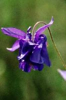 Aquilegia, aquilegia, grannys, garden, lake, flora, meersburg, flower, bonnet, bodensee, purple, germany, bright, blue, mauve, cultivated, constance, bloom, colour