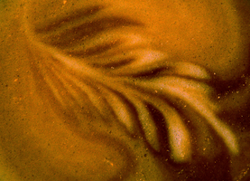 Ediacaran Cappuccino in Como, como