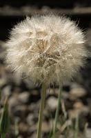 Compositae, seed, coltsfoot, feathery, davos, schweiz, head, compositae