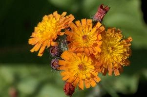 Compositae, compositae, paint brush, plant, hieracium, colorful, pilosella, flora, asteraceae, switzerland, red, fox-and-cubs, flower, orange, beautiful, hawk, davos, aurantiaca, grim-the-collier, season, devils, blossom, davos, bit, aurantiacum, graubünden, beauty, paintbrush, bright, nature, summer, compositae, coltsfoot