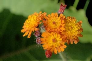 Compositae, compositae, paint brush, plant, hieracium, colorful, pilosella, flora, asteraceae, switzerland, red, fox-and-cubs, flower, orange, beautiful, hawk, davos, aurantiaca, grim-the-collier, season, devils, blossom, davos, bit, aurantiacum, graubünden, beauty, paintbrush, bright, nature, summer, compositae, coltsfoot
