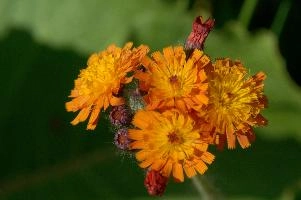 Compositae, orange, aurantiacum, grisons, asteraceae, swiss, devils, compositae, paint brush, flower, bit, schweiz, davos, flower, pilosella, coltsfoot, orange, coltsfoot, hieracium, graubünden, fox-and-cubs, paintbrush, aurantiaca, switzerland, davos, compositae, hawk, grim-the-collier
