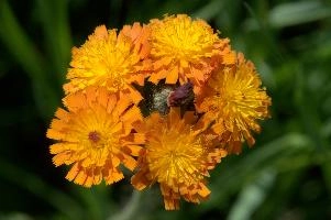 Compositae, orange, aurantiacum, grisons, asteraceae, swiss, devils, compositae, paint brush, flower, bit, schweiz, davos, flower, pilosella, coltsfoot, orange, coltsfoot, hieracium, graubünden, fox-and-cubs, paintbrush, aurantiaca, switzerland, davos, compositae, hawk, grim-the-collier