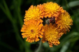 Compositae, orange, aurantiacum, grisons, asteraceae, swiss, devils, compositae, paint brush, flower, bit, schweiz, davos, flower, pilosella, coltsfoot, orange, coltsfoot, hieracium, graubünden, fox-and-cubs, paintbrush, aurantiaca, switzerland, davos, compositae, hawk, grim-the-collier